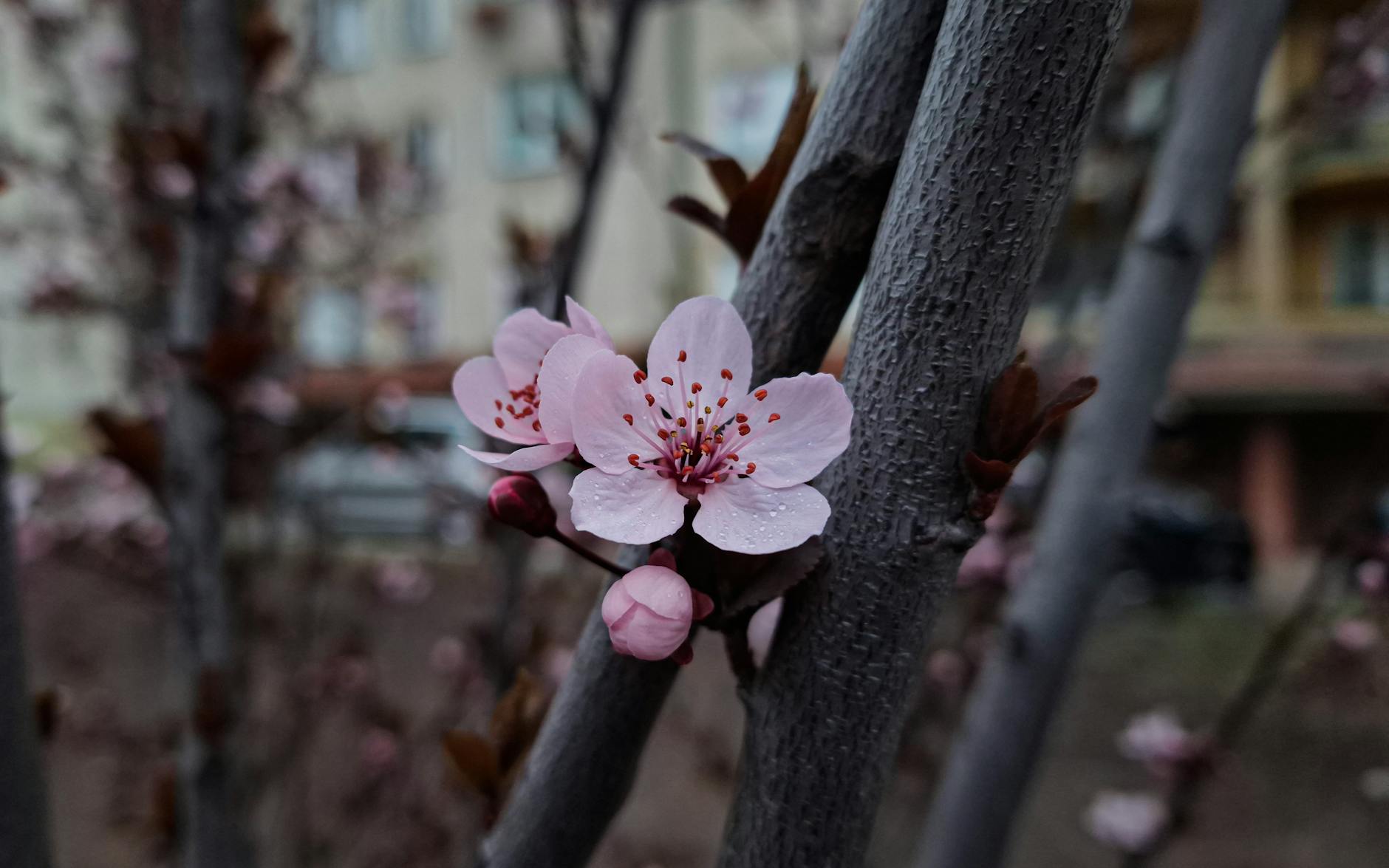 Już za tydzień: Kwitnienie wiśni i czereśni w Bieruniu