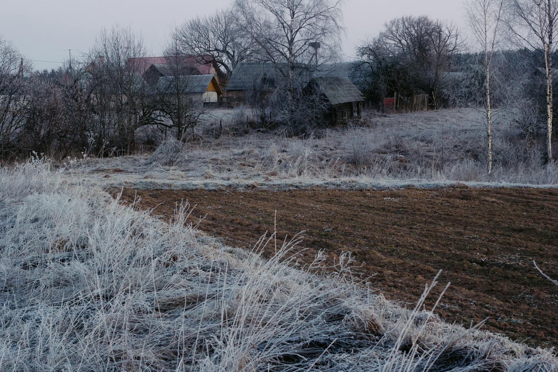 Ogród działkowy w Bieruniu z kwitnącymi roślinami i widokiem na wiosenną zieleń.